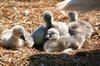 Signets