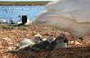 Signets