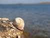 sea shell