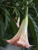 Datura flower