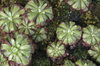 Carnivorous plants