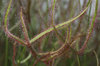 Carnivorous plant foliage