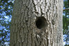 Woodpecker nest-hole