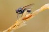 Fly