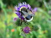 Bumble bee 1