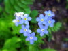 Trine's flowers 2