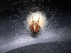 Cross spider 3