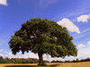 Lonely tree