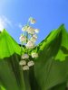 Lily of the Valley
