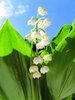 Lily of the Valley