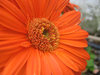 orange flower