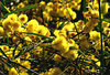 Aussie gold & green