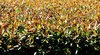 hedge tips