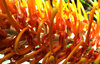 inside the orange alien jungle