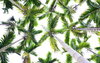 Coconut Trees 1