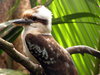 Laughing Kookaburra
