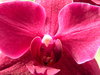 Orchids