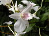 Orchids