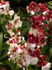 Orchids
