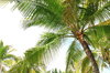 Coconut Trees 3