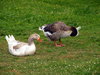 Geese