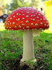 Fly Agaric