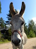 Donkey