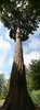 Tall tree!