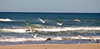 Seagulls