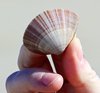 Mussel