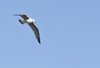 Seagull