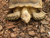 Giant Tortoise