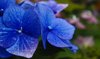 Hydrangea