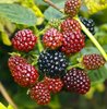 Hum berries