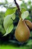 Pear tree