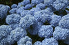 Hydrangea flowers