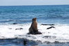 Sealion