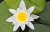 Water lily