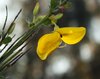 Goldenrod
