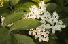 Elderberries