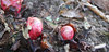 Rhubarb
