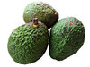 avocados - green