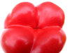 capsicum colours