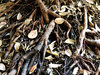 dry & tangled