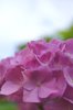 hydrangea