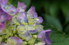 hydrangea