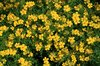 Yellow flowers
