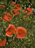 Poppies 3