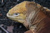 Land Iguana