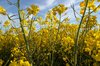 Rape field